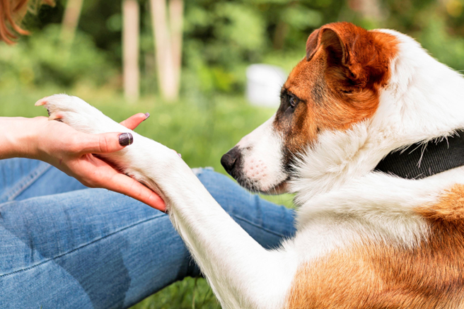 Adoção de pet: Conheça algumas regras e descubra se está pronto para essa importante decisão