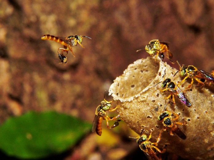 A importância ambiental das abelhas é tema de oficina “Abelhas sem ferrão”, no Sesc Santana  
