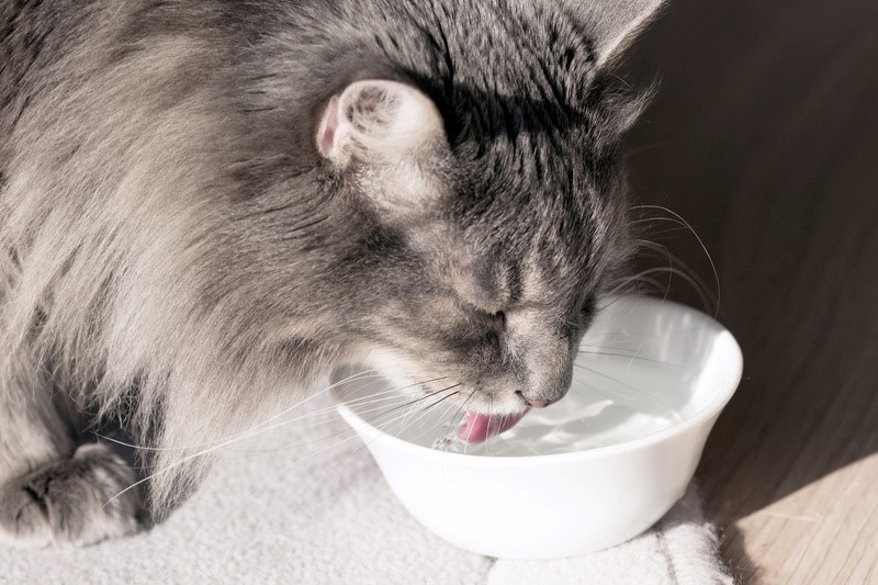 Onda de calor: 10 dicas de cuidados com alimentação e ingestão de água para os pets