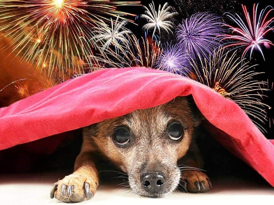 Fogos de artifício: saiba como proteger seus pets desse stress que pode levar a morte