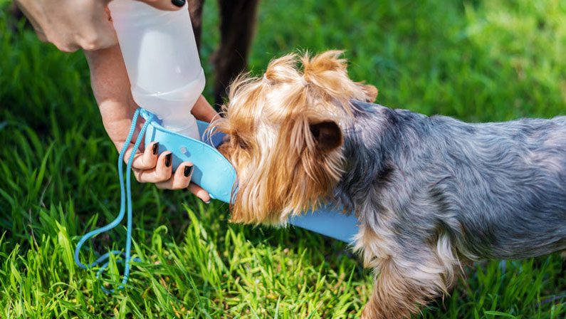 Pets devem ter cuidados redobrados no calor