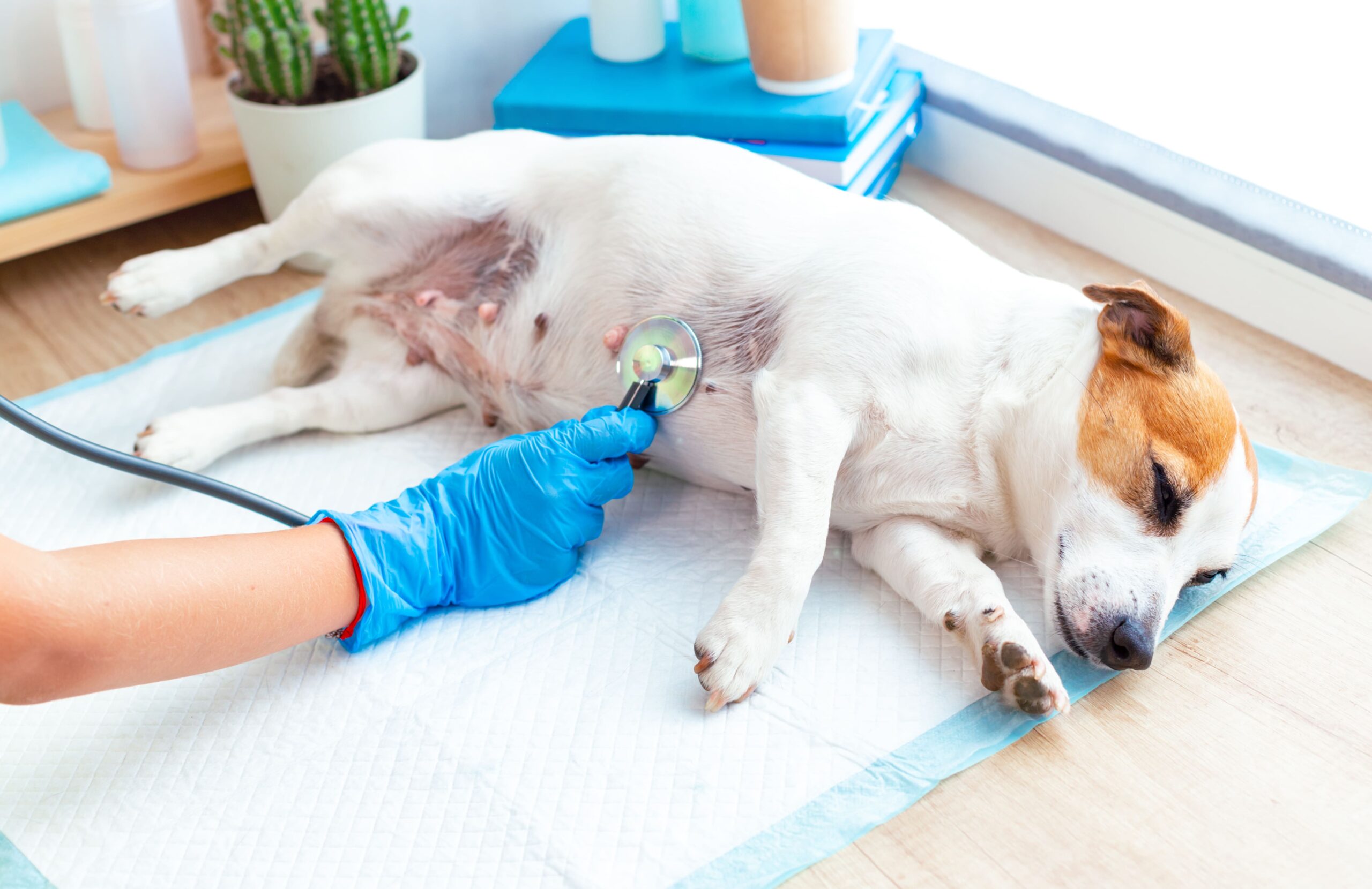 Check-up Pet: exames preventivos ajudam a manter a saúde dos animais de estimação em dia