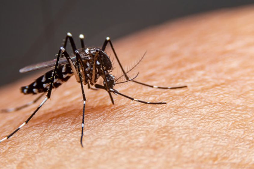 Infectologista fala sobre riscos da Dengue e como tratá-la