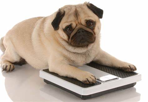 Sedentarismo e má alimentação são as principais causas da obesidade entre cães e gatos