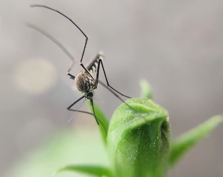 Aedes aegypti: 5 curiosidades e dicas para combater a dengue