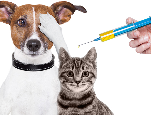 Começando o ano com a pata direita: que vacinas os pets devem tomar?
