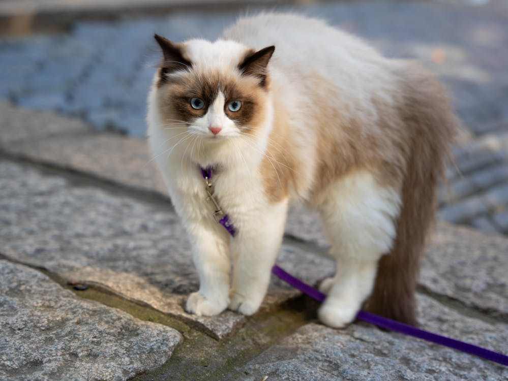 Gatos também precisam de passeios diários? Comportamentalista animal explica