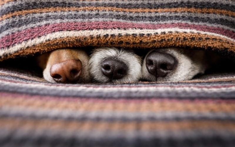 Cuidados com pets no Inverno: Veterinário dá dicas para proteger cães e gatos