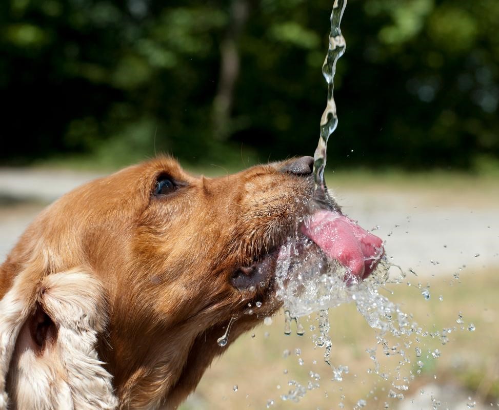 Cuidados com cães e gatos no clima seco: Veterinário orienta como hidratar pets