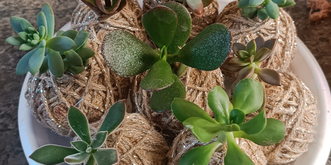 Sesc Casa Verde oferece curso Kokedama: Plantas de Proteção