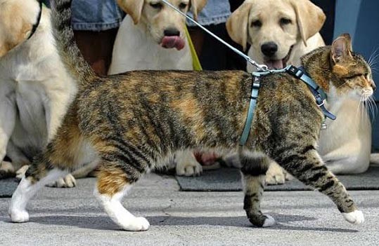 Passeio com cães e gatos: benefícios e cuidados com os animais de estimação