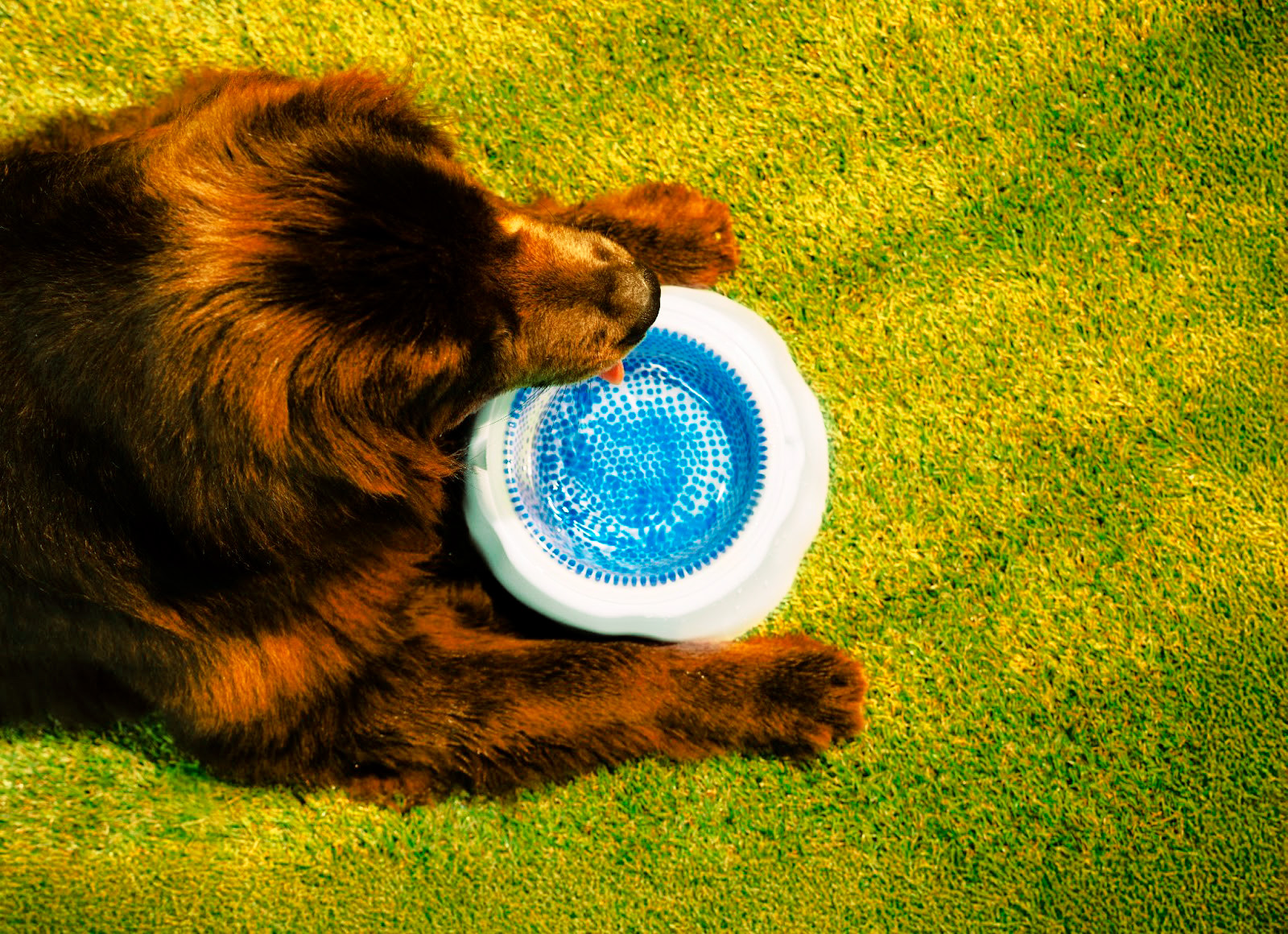 Calor nas alturas: saiba como cuidar dos pets no verão