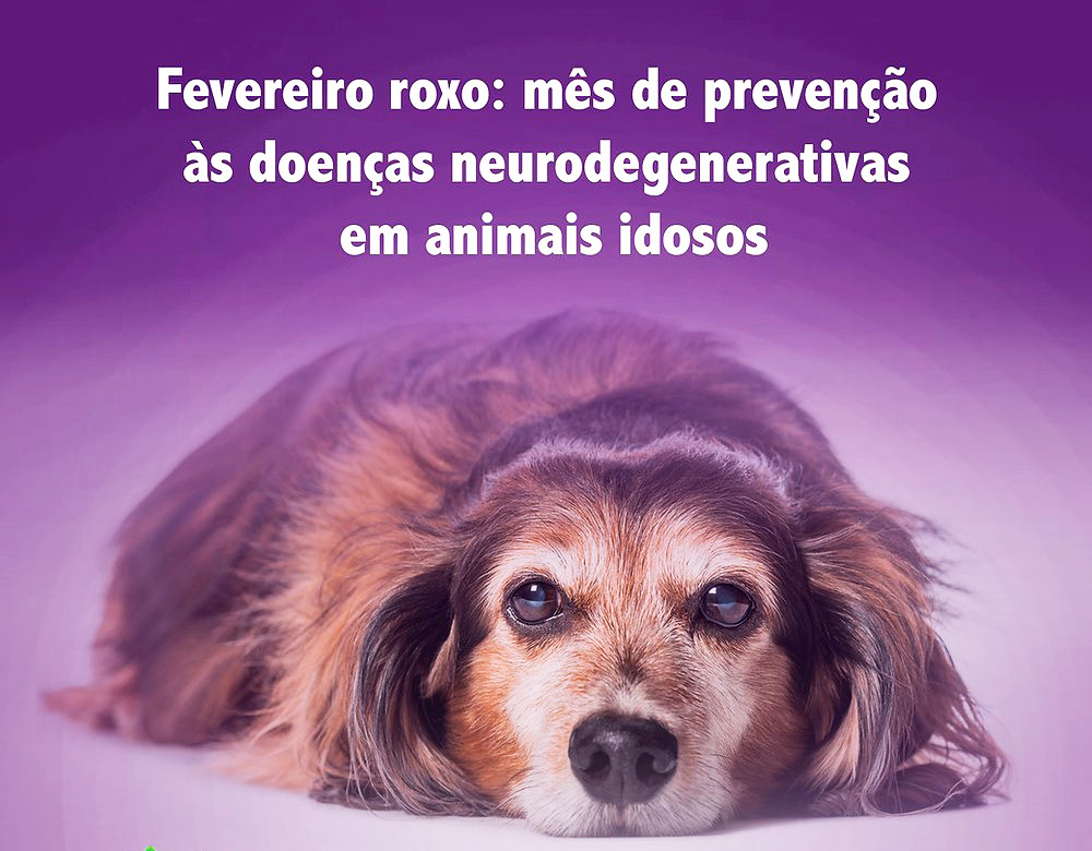 Fevereiro Roxo: como prevenir doenças em animais idosos? 