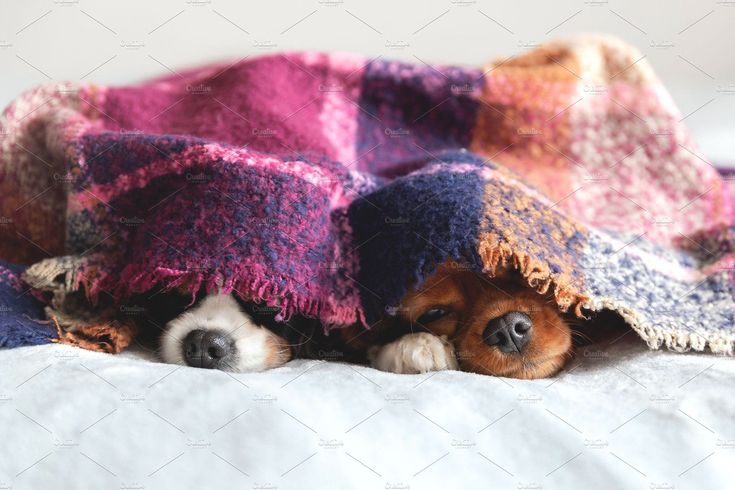 Prefeitura lança campanha de arrecadação para aquecer o inverno dos pets