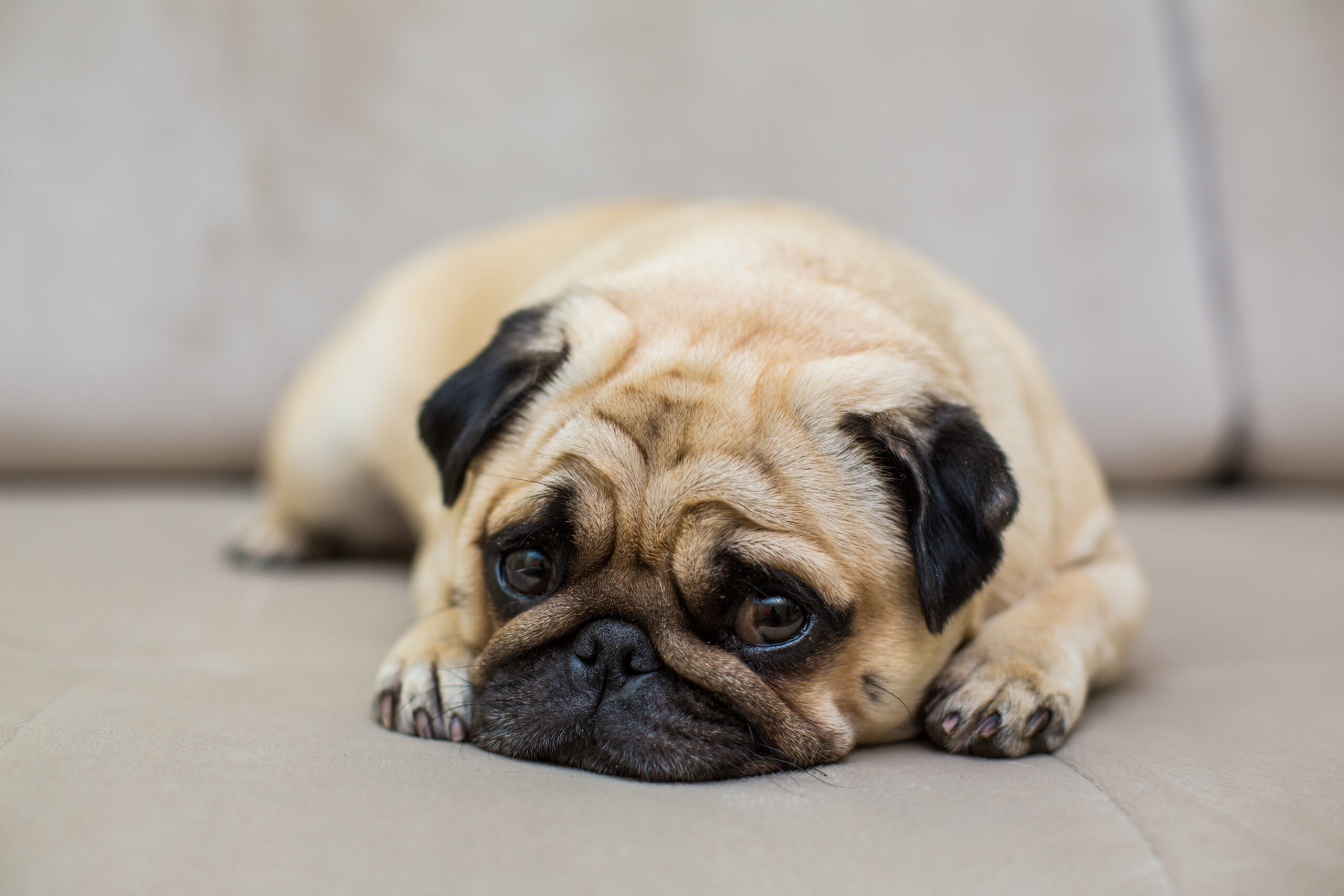 Pets de ‘focinho achatado’: como cuidar melhor dessas raças?
