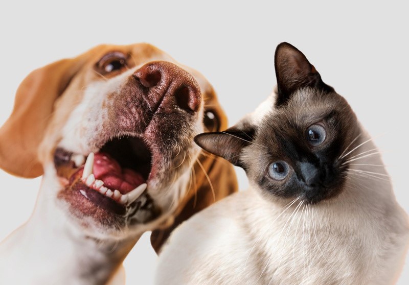 Ovo na Tigela: Um superalimento que faz bem aos pets
