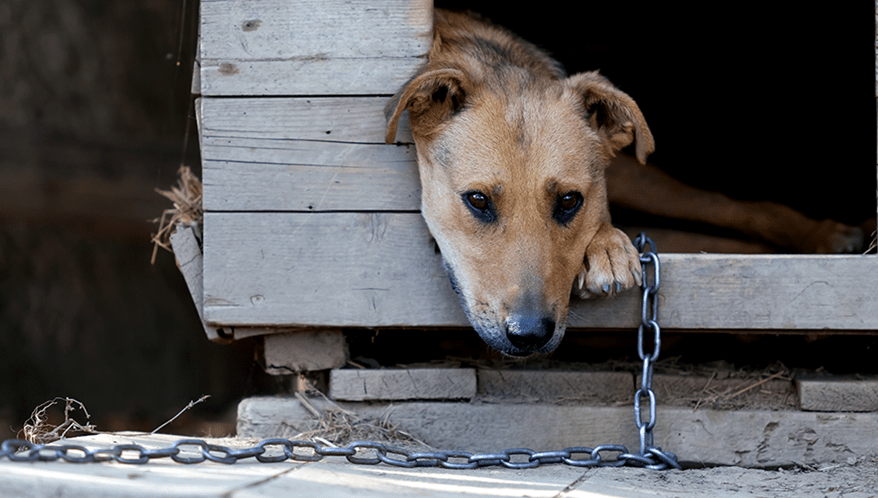 São Paulo aprova lei que proíbe uso de correntes em pets