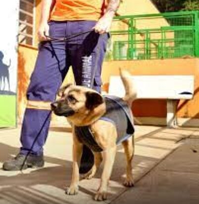 2ª Edição do Conexão Animal reúne voluntários para incentivar adoções na Cosap Santana