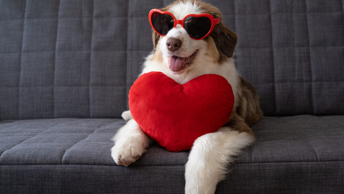 Doenças cardiovasculares: O coração dos pets pede cuidado