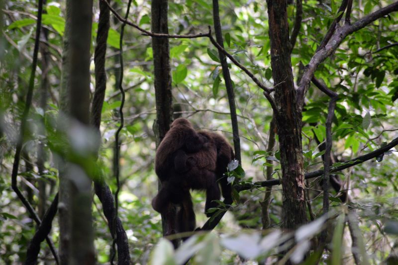 Bugios voltam ao Parque Estadual da Cantareira após febre amarela em ação da Prefeitura de SP e Fundação Florestal