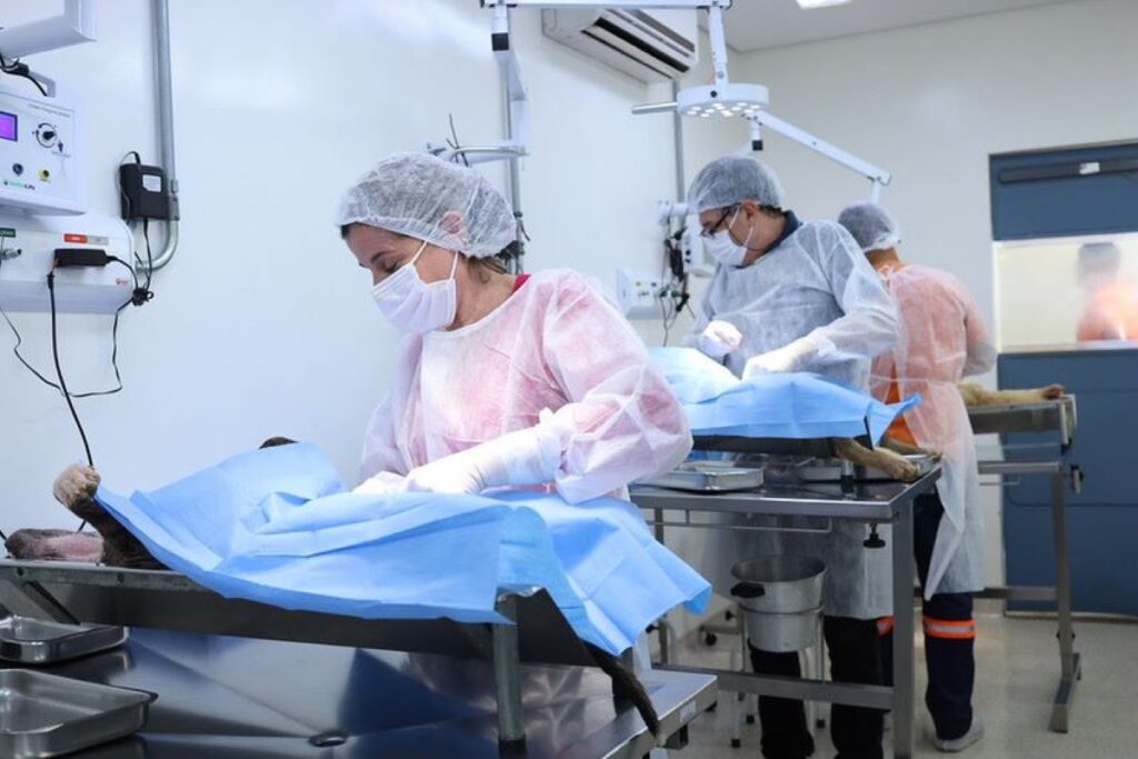 Prefeitura de São Paulo realiza quase 134 mil castrações gratuitas de cães e gatos em 2025