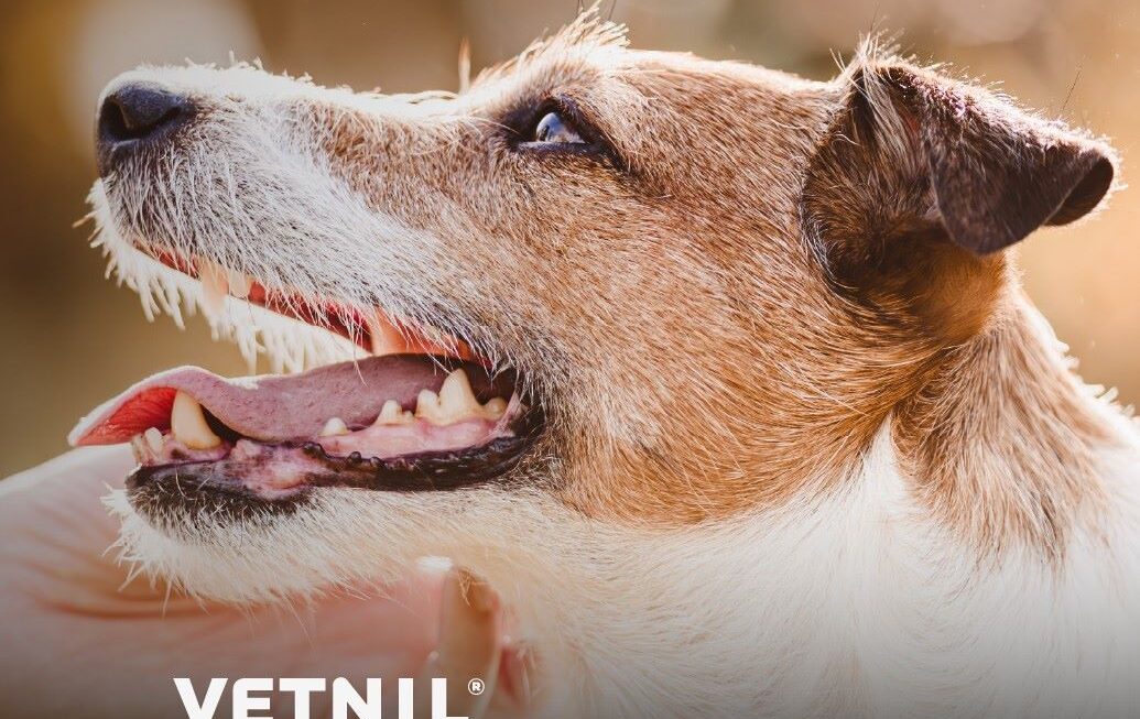 Cuidados com pele e pelos dos pets vão além da estética