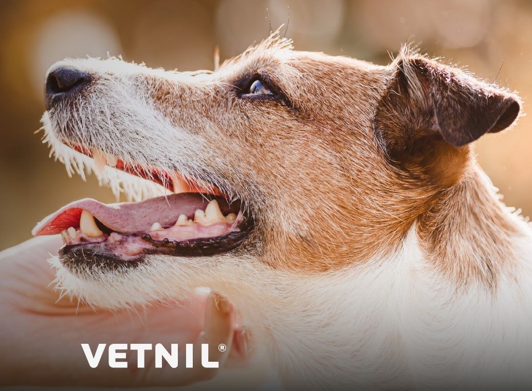 Cuidados com a pele e os pelos de cães e gatos ajudam a manter a saúde dos pets