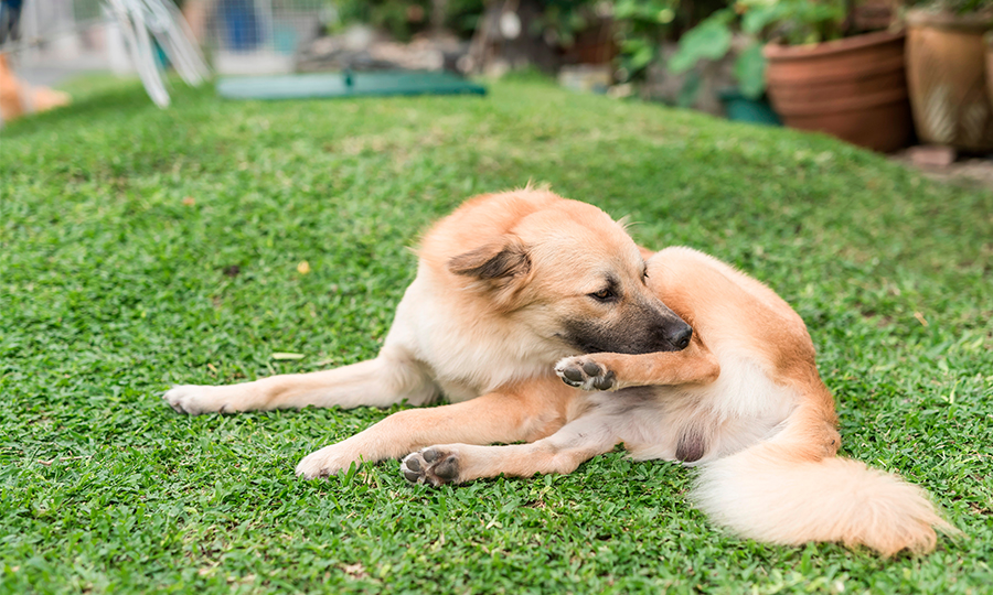 Como evitar pulgas e carrapatos em pets na Zona Norte