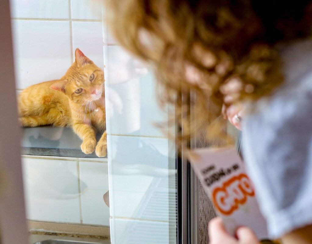 Prefeitura promove evento de adoção de felinos “Especial Gatinhos” na Cosap Santana