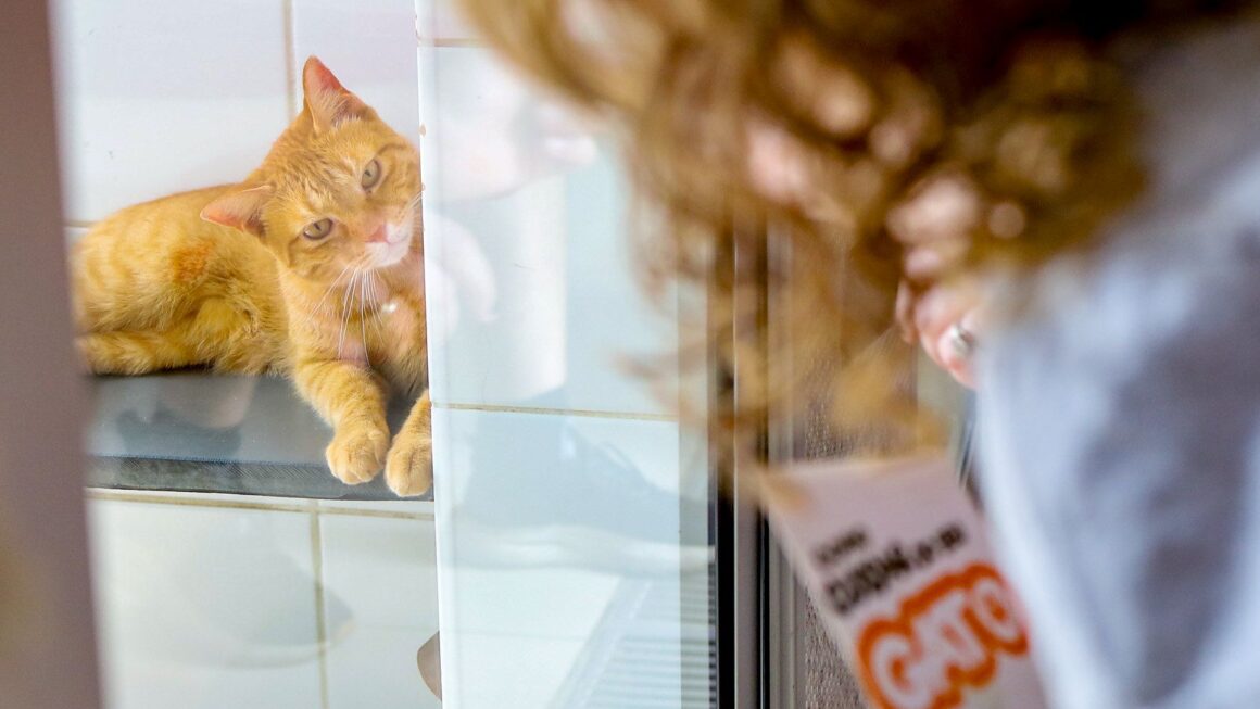 Prefeitura promove evento de adoção de felinos “Especial Gatinhos” na Cosap Santana