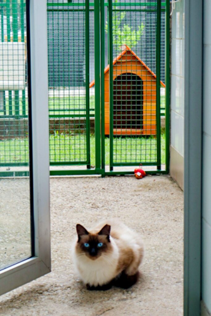 Prefeitura realiza ação de adoção de gatos em Santana