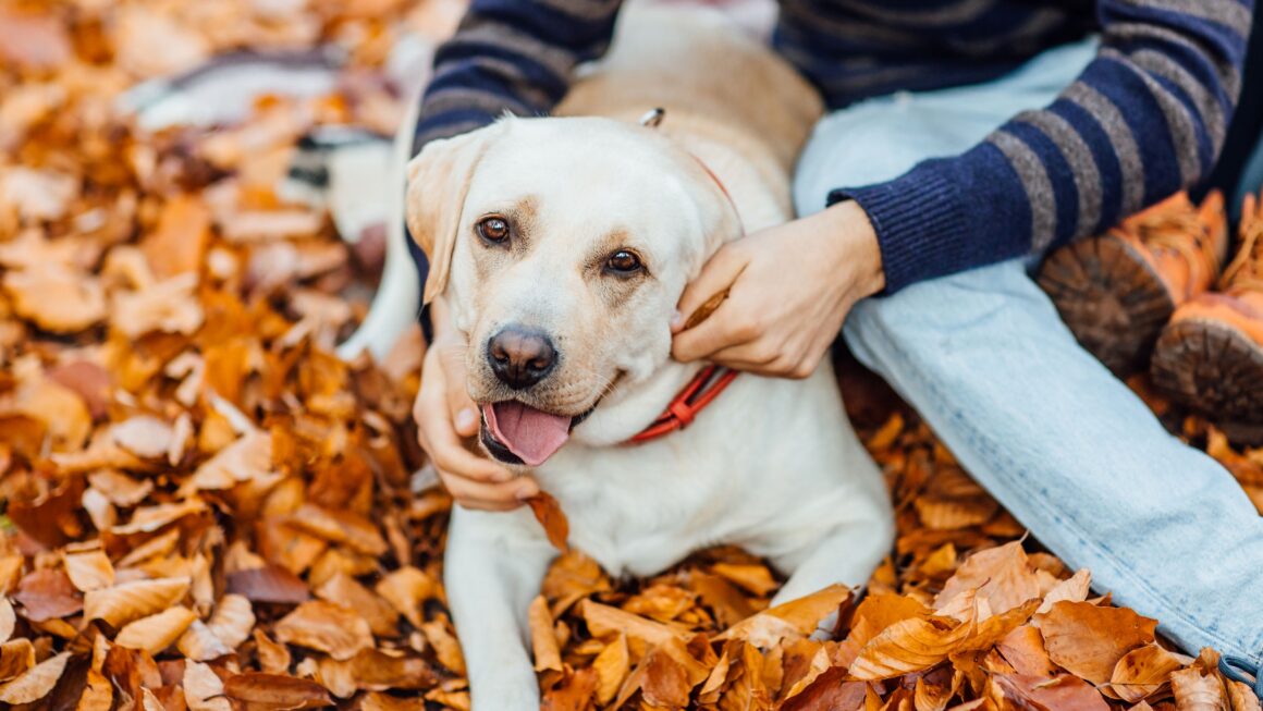 cães e gatos no outono com mudanças de comportamento e apetite