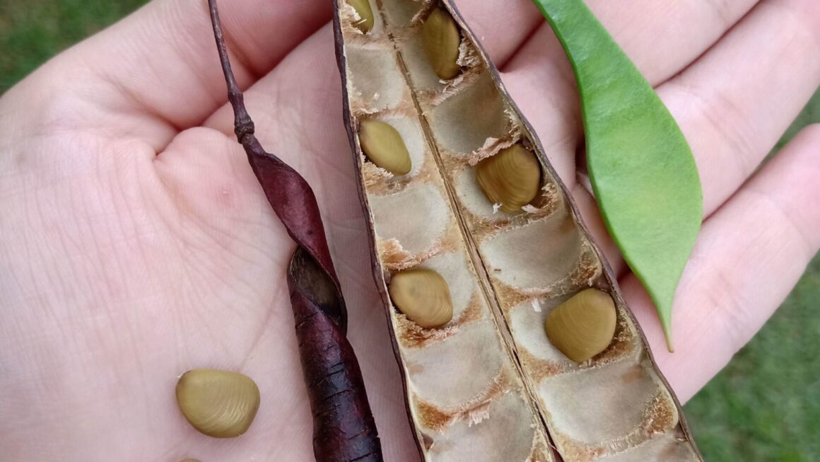 Oficina infantil no Sesc Santana ensina crianças a observar árvores