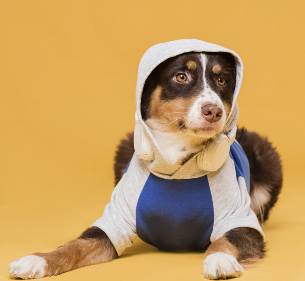 Campanha do Agasalho Pet arrecada roupas e cobertores em Santana