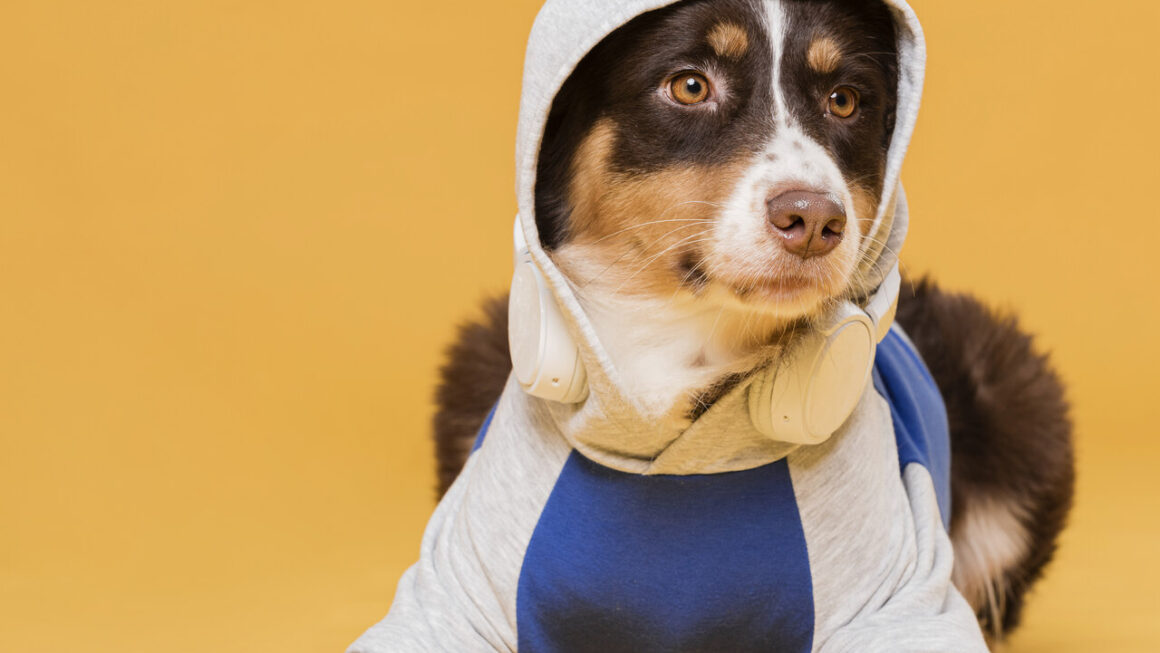 Campanha do Agasalho Pet arrecada roupas e cobertores em Santana