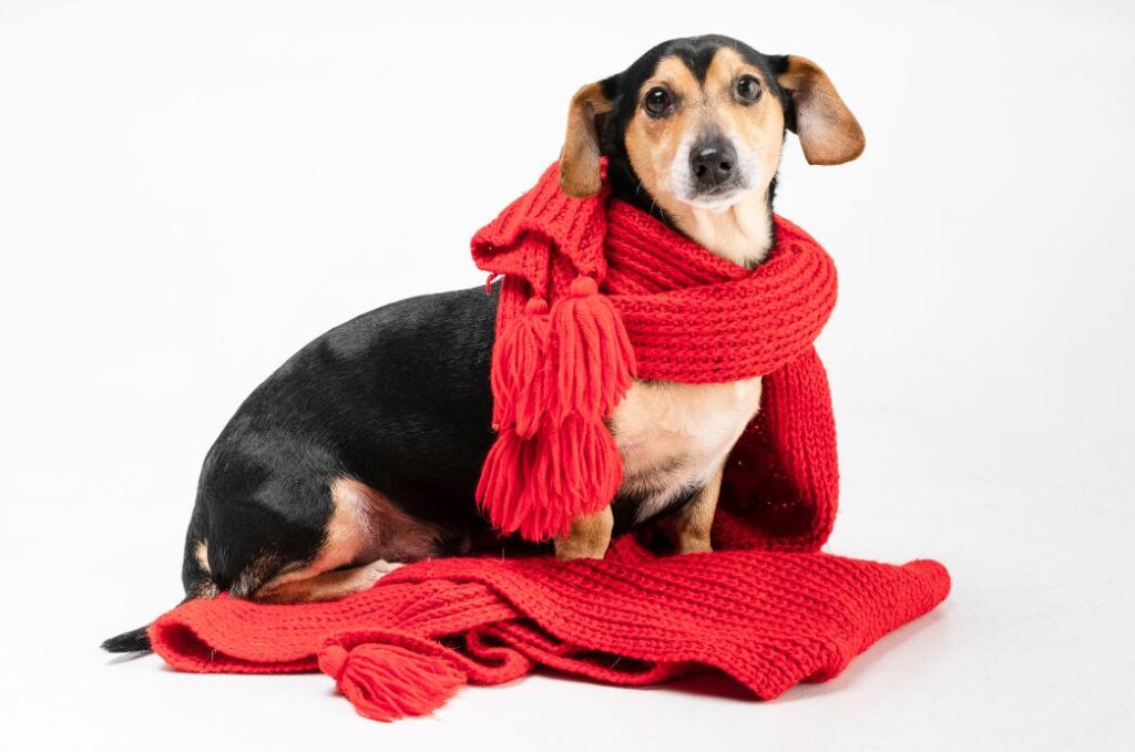 Campanha do Agasalho Pet arrecada roupas e cobertores para cães e gatos na zona norte