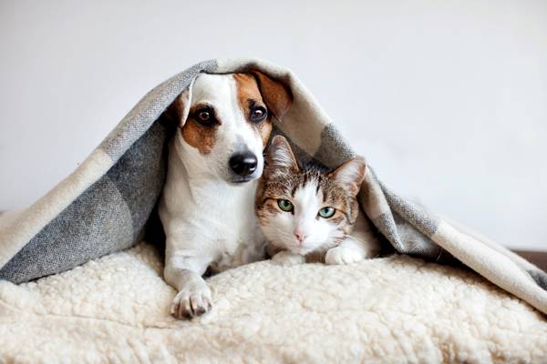 Cosap inicia campanha de arrecadação de agasalhos para pets em São Paulo