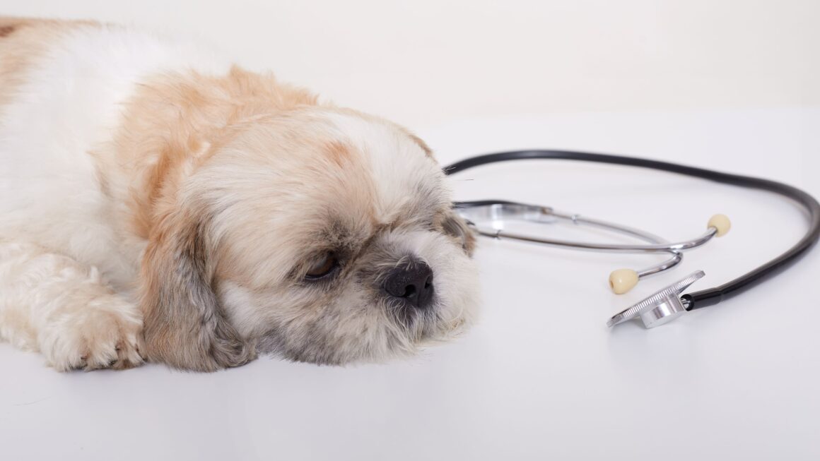 Cachorro com dermatite atópica em atendimento veterinário especializado