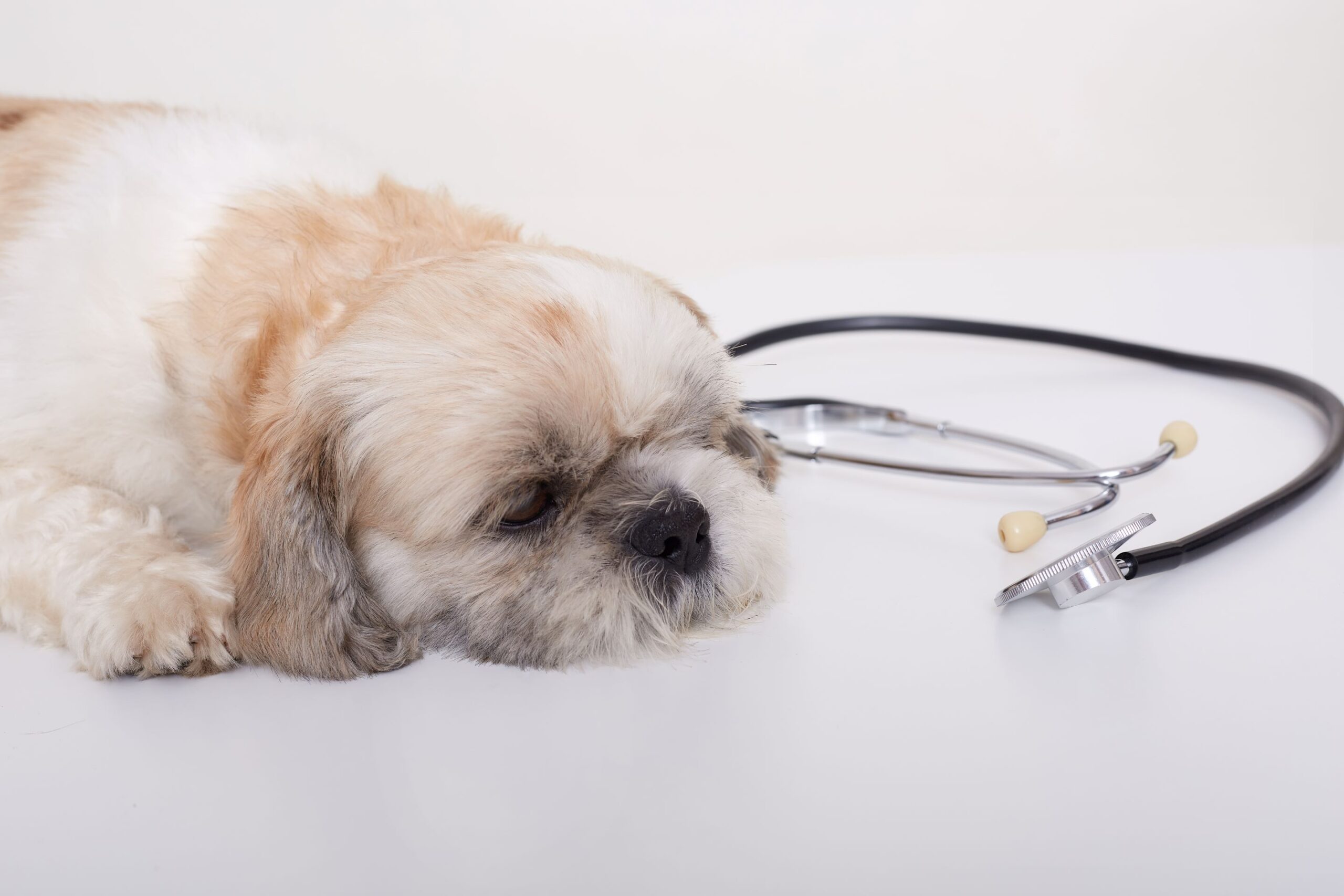 Cachorro com dermatite atópica em atendimento veterinário especializado