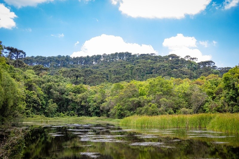 Observação de aves na Cantareira terá trilha especial do Global Big Day