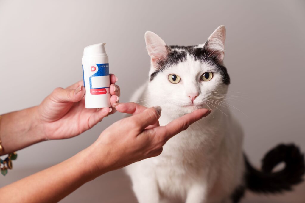 Colesterol alto em cães e gatos pode ser sinal de doenças graves e silenciosas