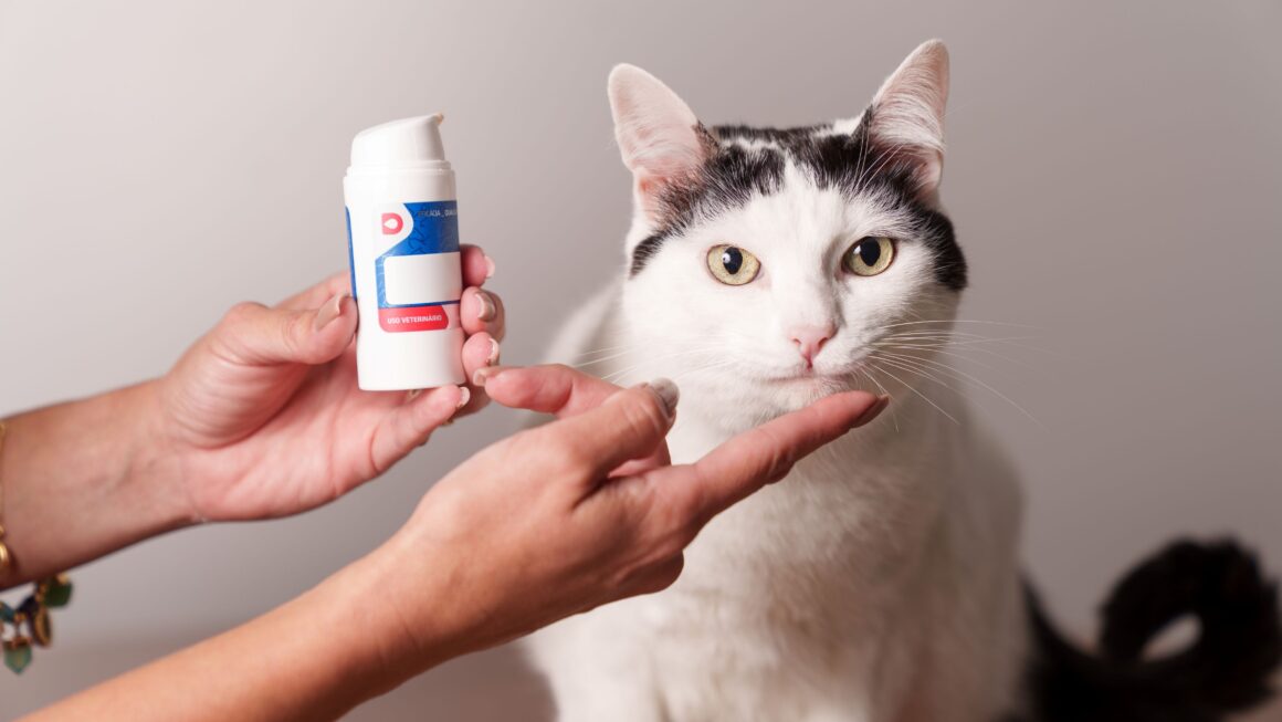 Colesterol alto em cães e gatos pode ser sinal de doenças graves e silenciosas