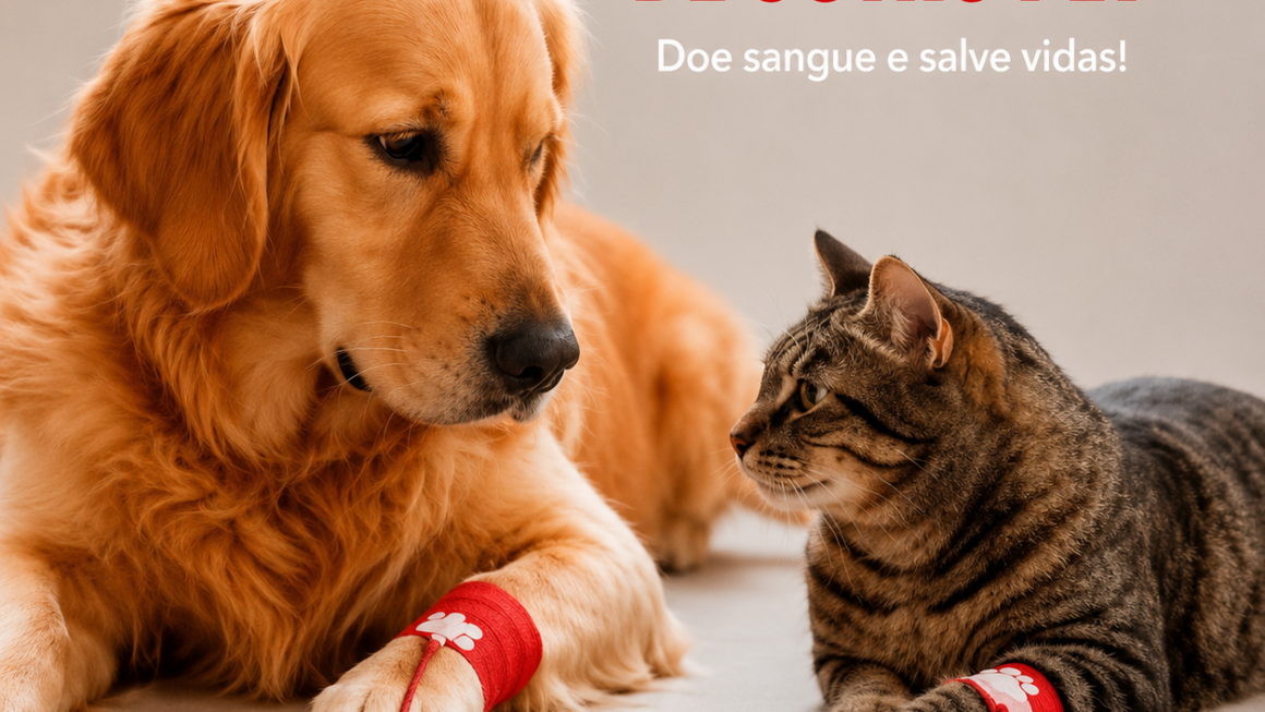 Junho Vermelho: pets também podem doar sangue e ajudar a salvar vidas