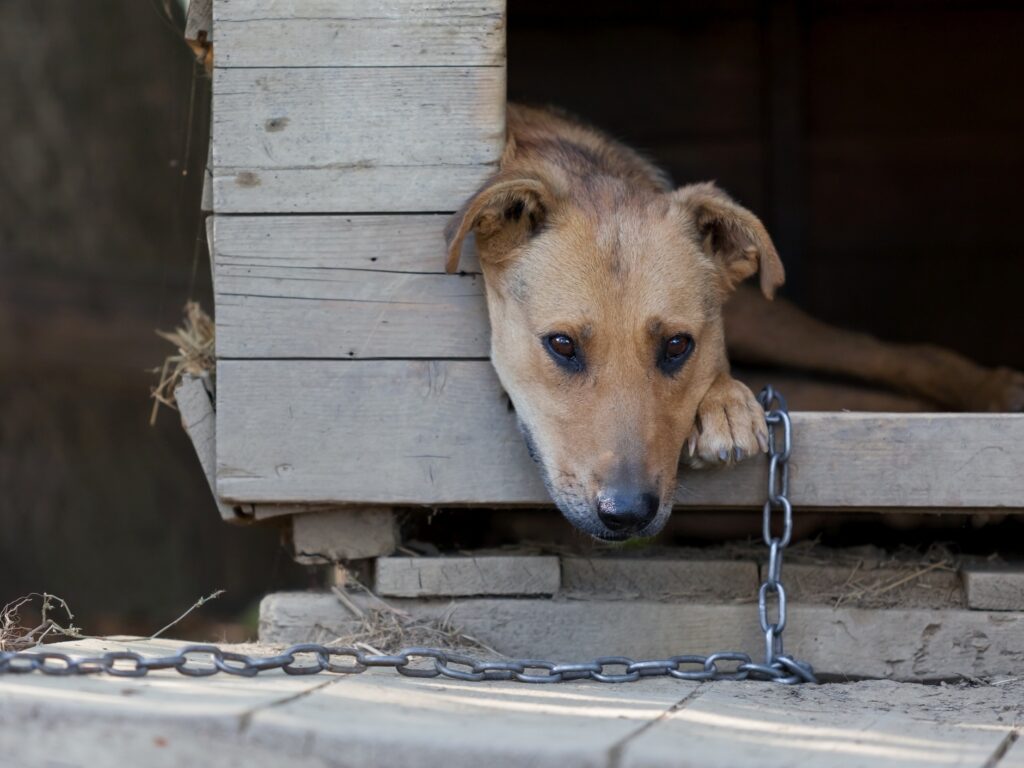 Maus-tratos a animais em SP podem gerar multas de até R$ 50 mil por animal