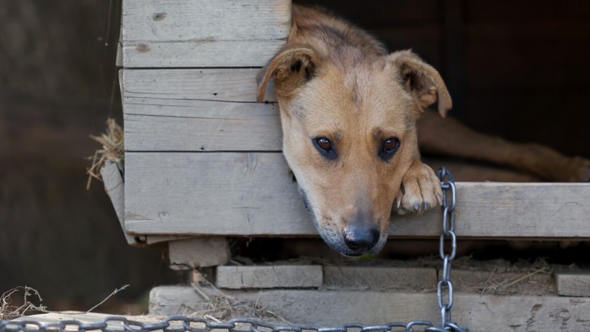 Maus-tratos a animais em SP podem gerar multas de até R$ 50 mil por animal