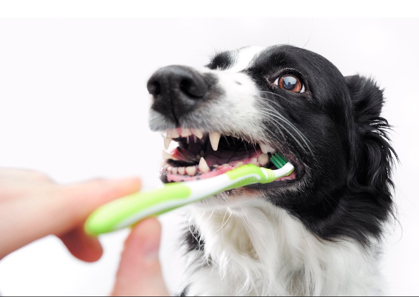 Tutor realiza escovação dental em cachorro para prevenir tártaro e problemas bucais