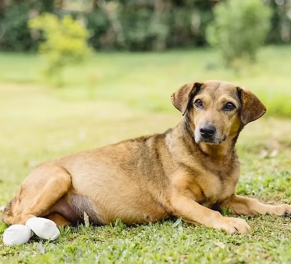 Cães disponíveis para adoção durante evento no Shopping TriMais Places, no Tucuruvi.