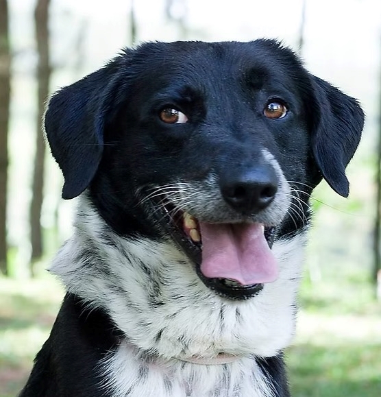 Cães disponíveis para adoção durante evento no Shopping TriMais Places, no Tucuruvi.