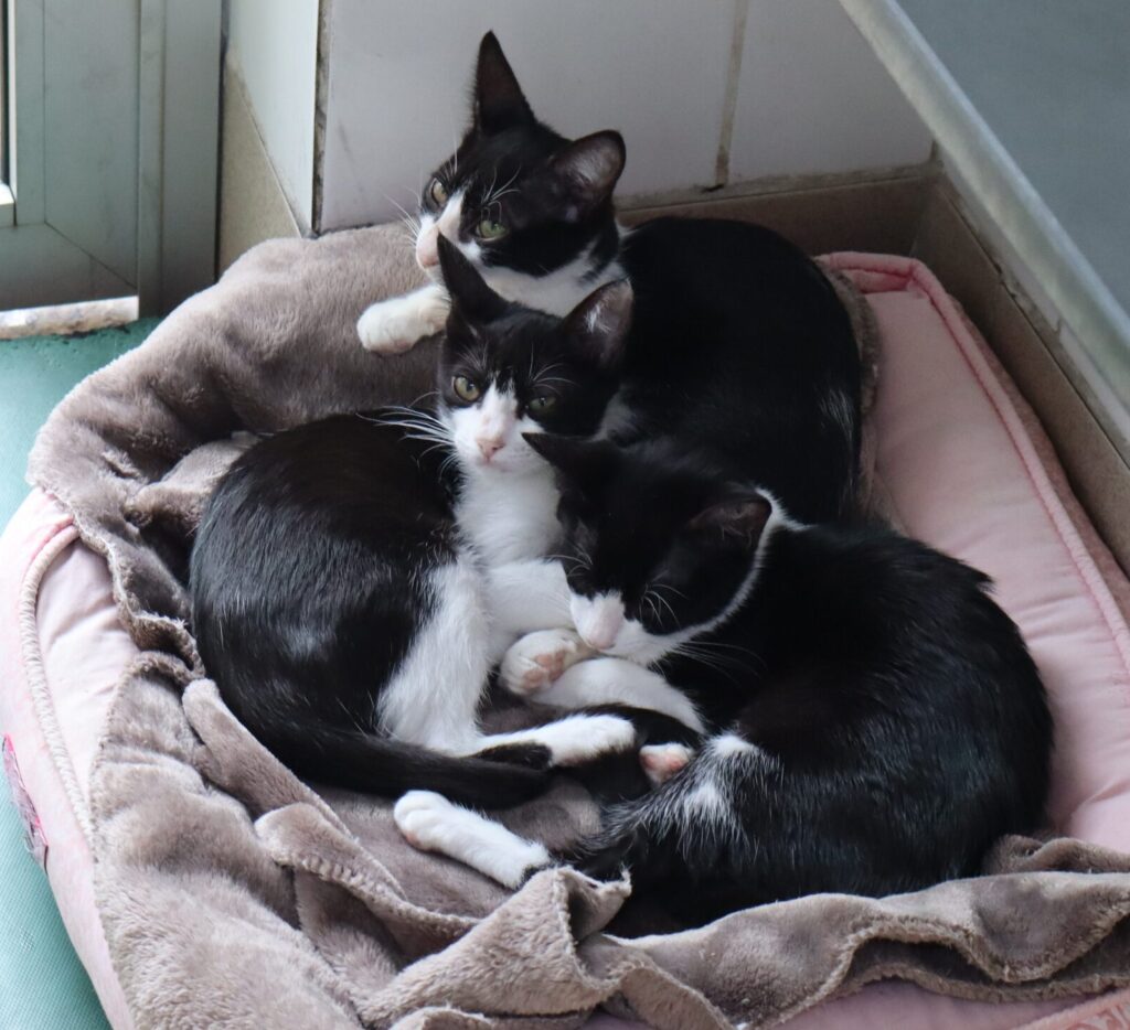 Patrulha da Adoção busca novos lares para cães e gatos em Santana