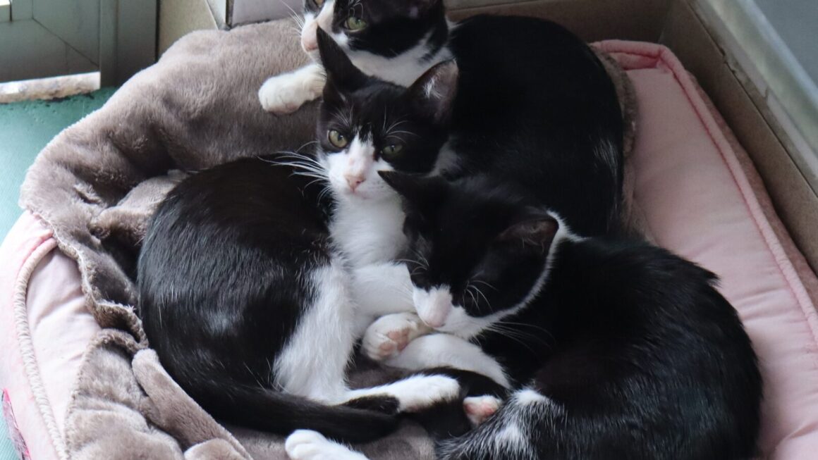 Patrulha da Adoção busca novos lares para cães e gatos em Santana
